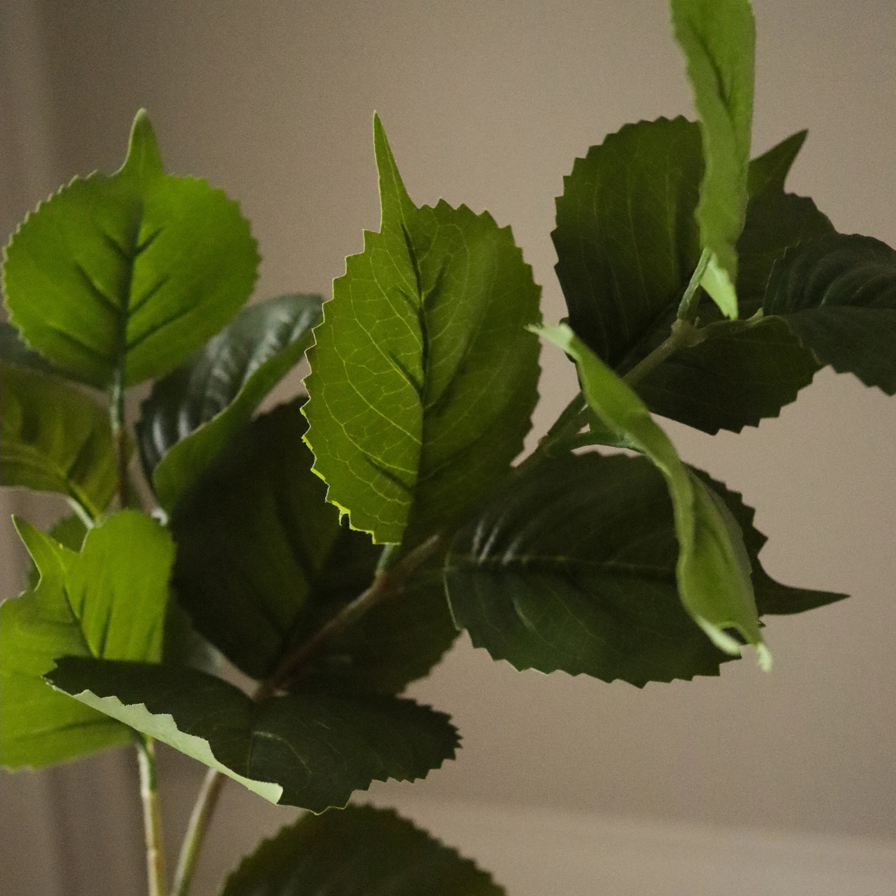 Grønne Hortensia blade