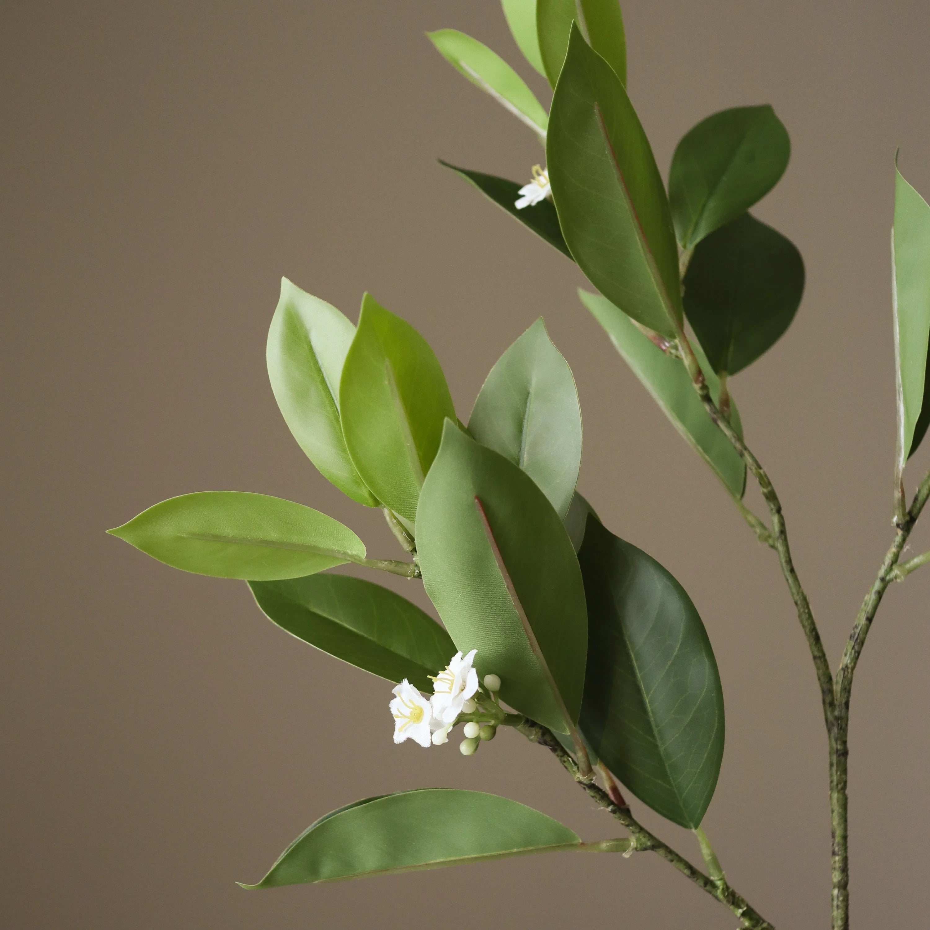 Grønne Jasminblade