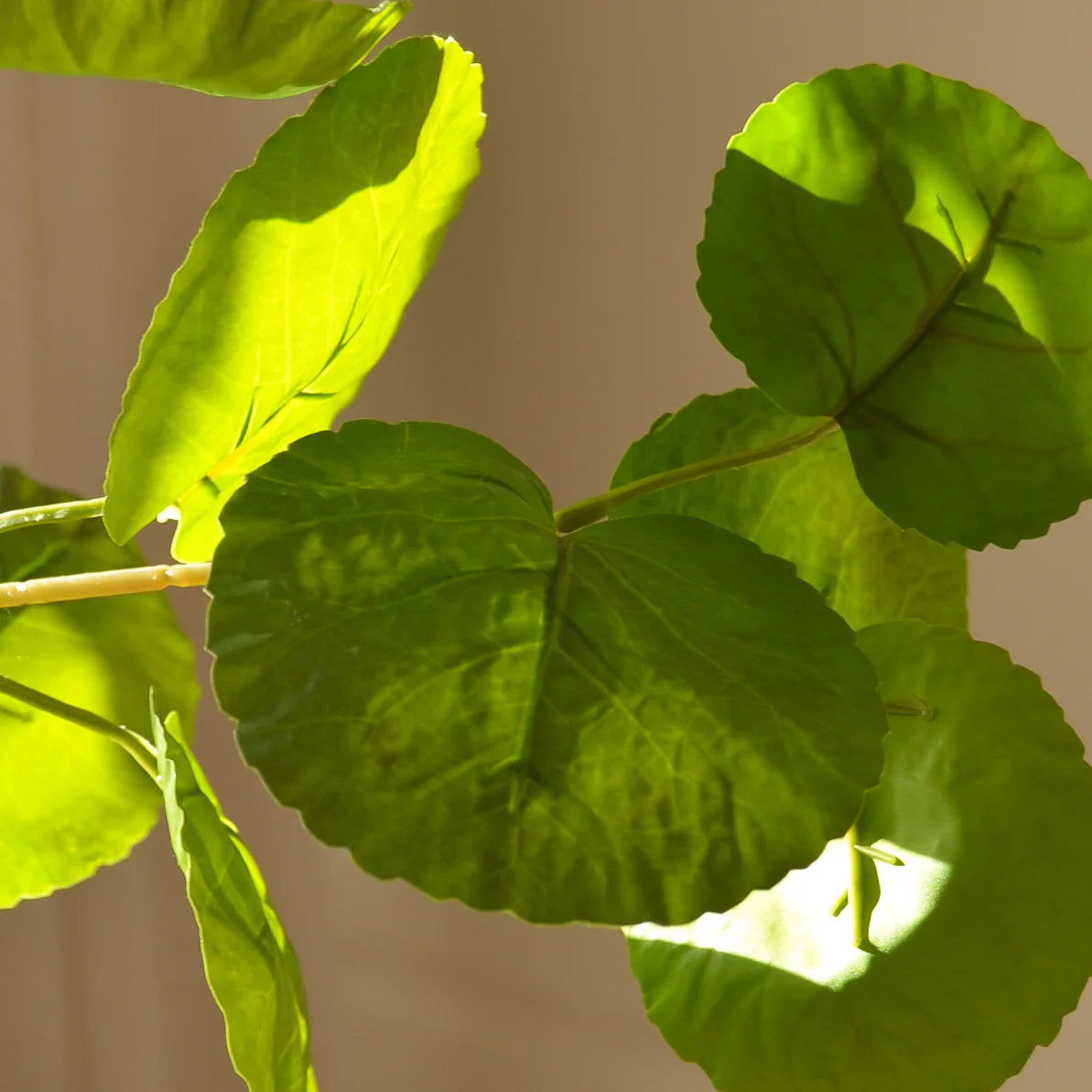 Grønne blomme Aralia blade