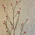 Mandstro gren rosa 75 cm