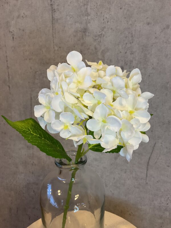 Hortensia hvid