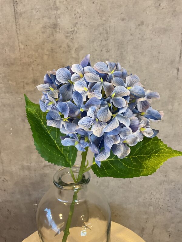 Hortensia blå
