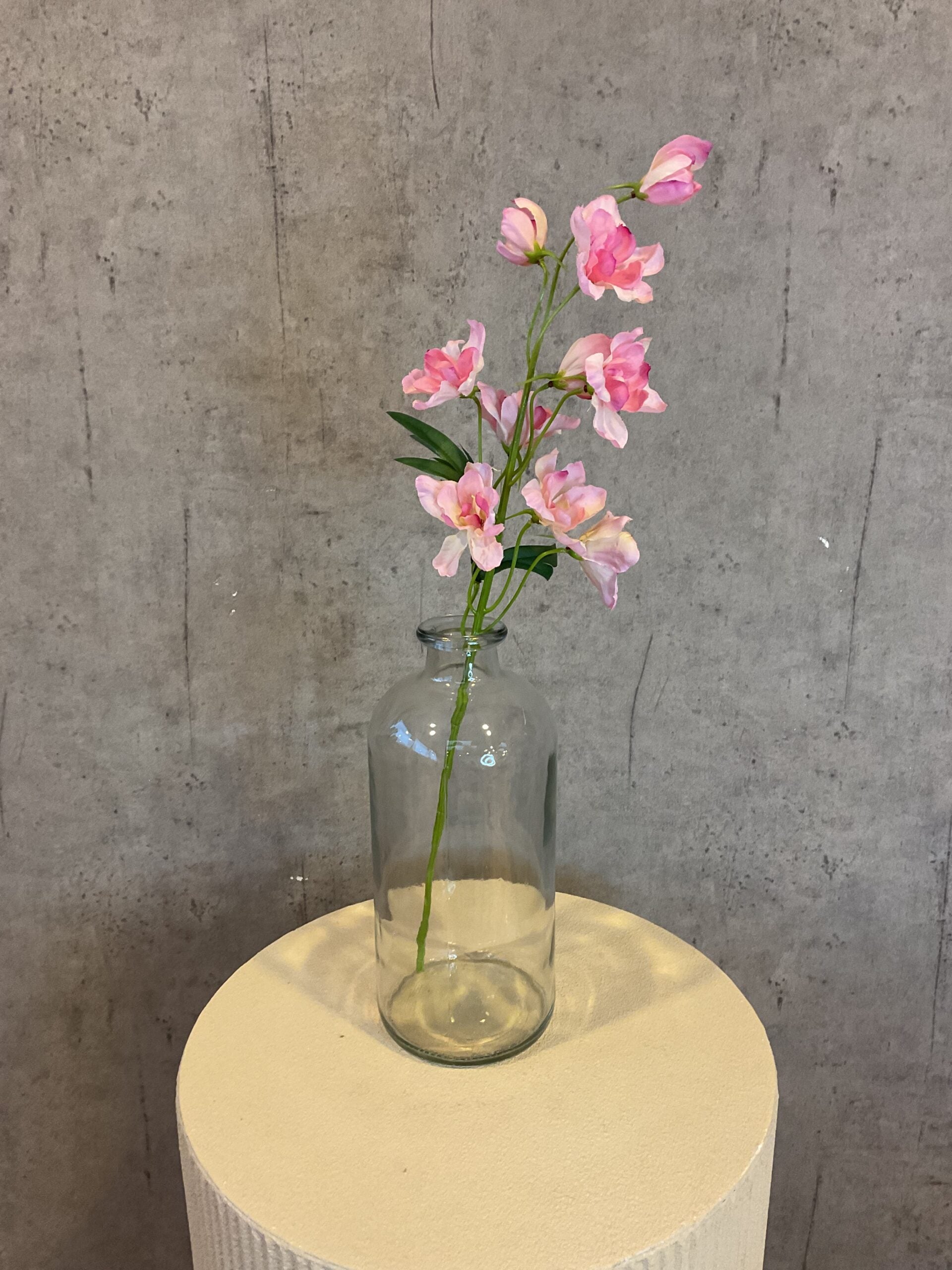 Ridderspore rosa h 50 cm