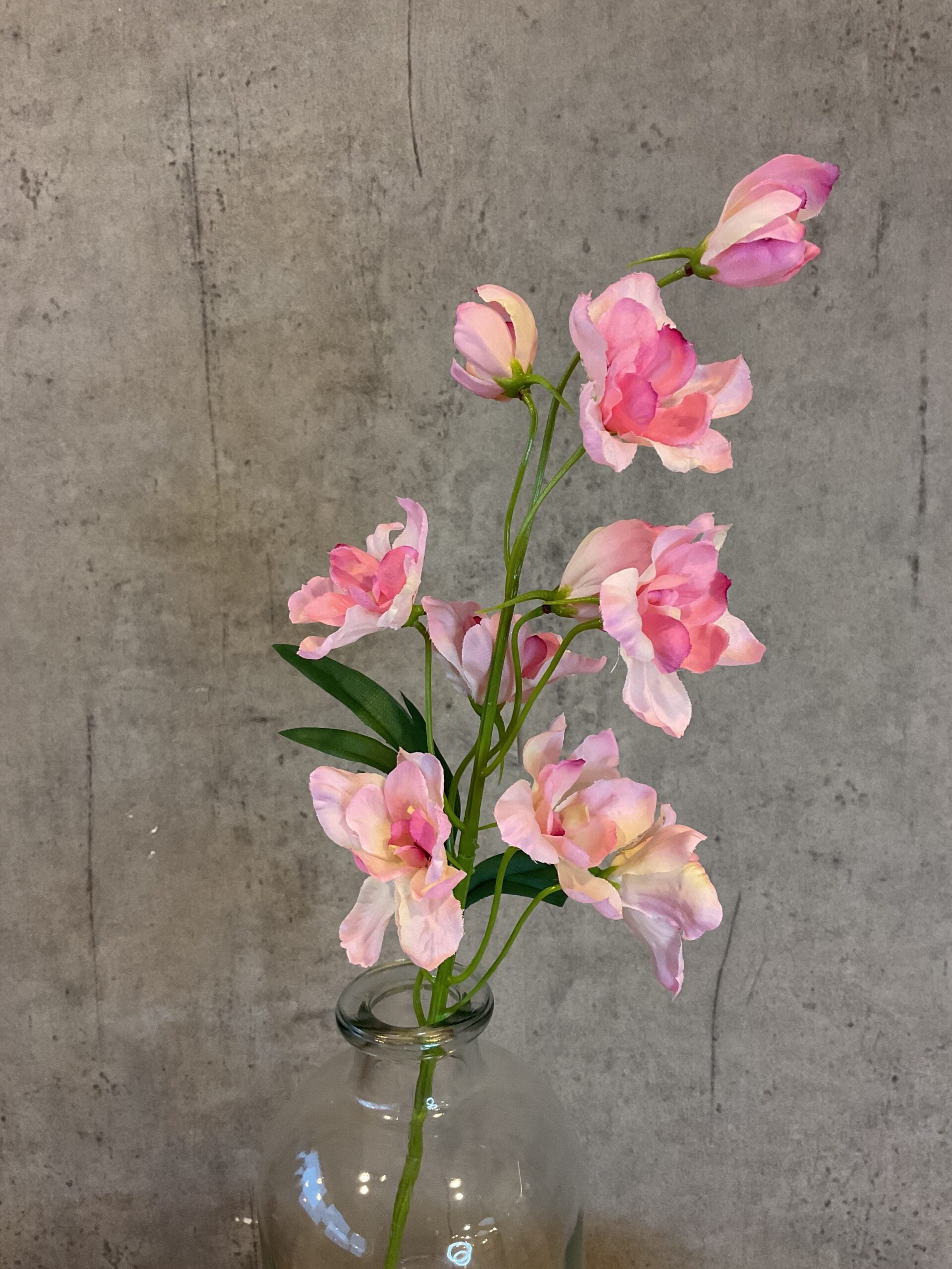 Ridderspore rosa h 50 cm
