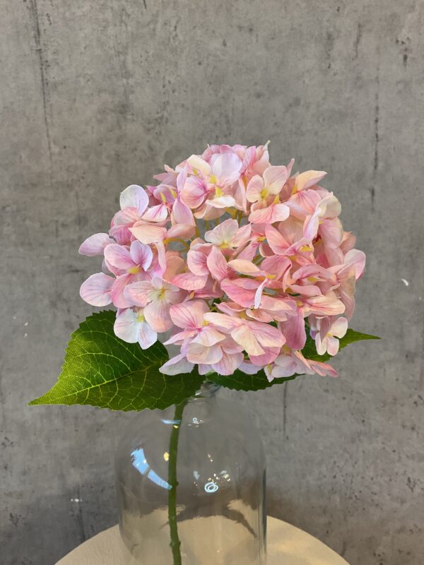 Hortensia rosa