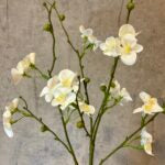 Kvædegren hvid h 73cm