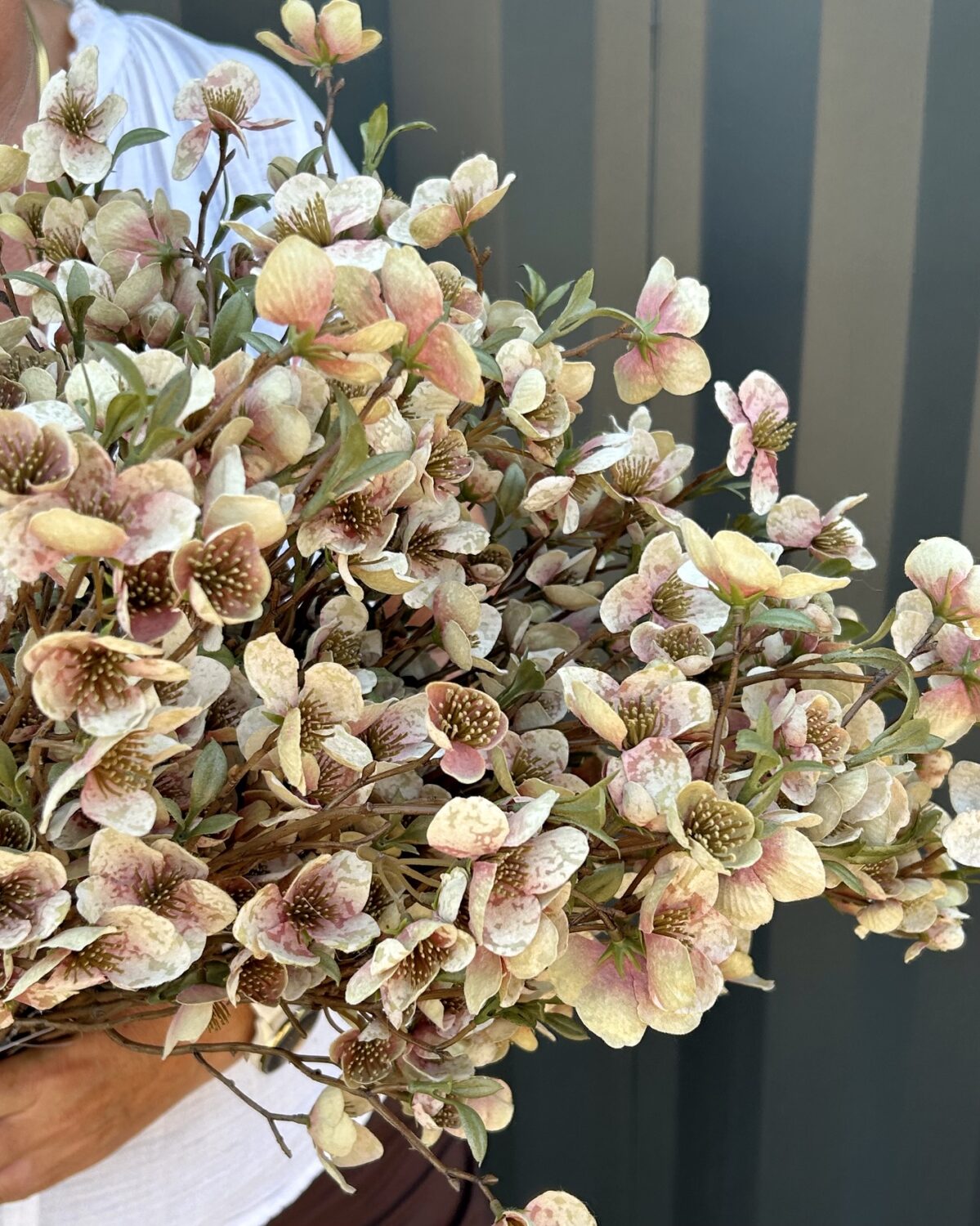 Helleborus bundt m/ 2 stk grøn h 75 cm