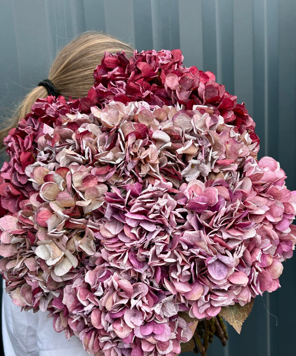 Hortensia rosa h 64 cm