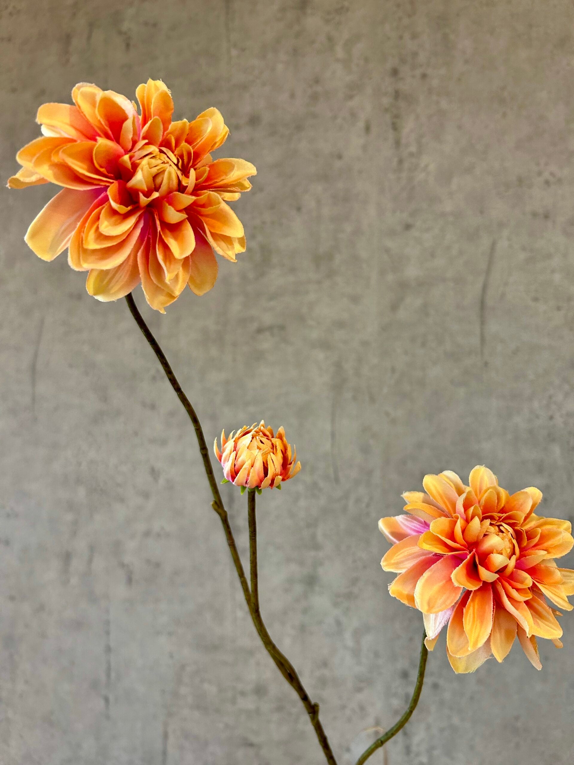 Dahlia sart orange H 80 cm