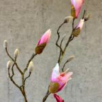 Magnolia gren rosa h 88 cm