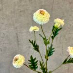 Helichrysum hvid h 68 cm