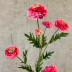 Helichrysum pink h 68 cm
