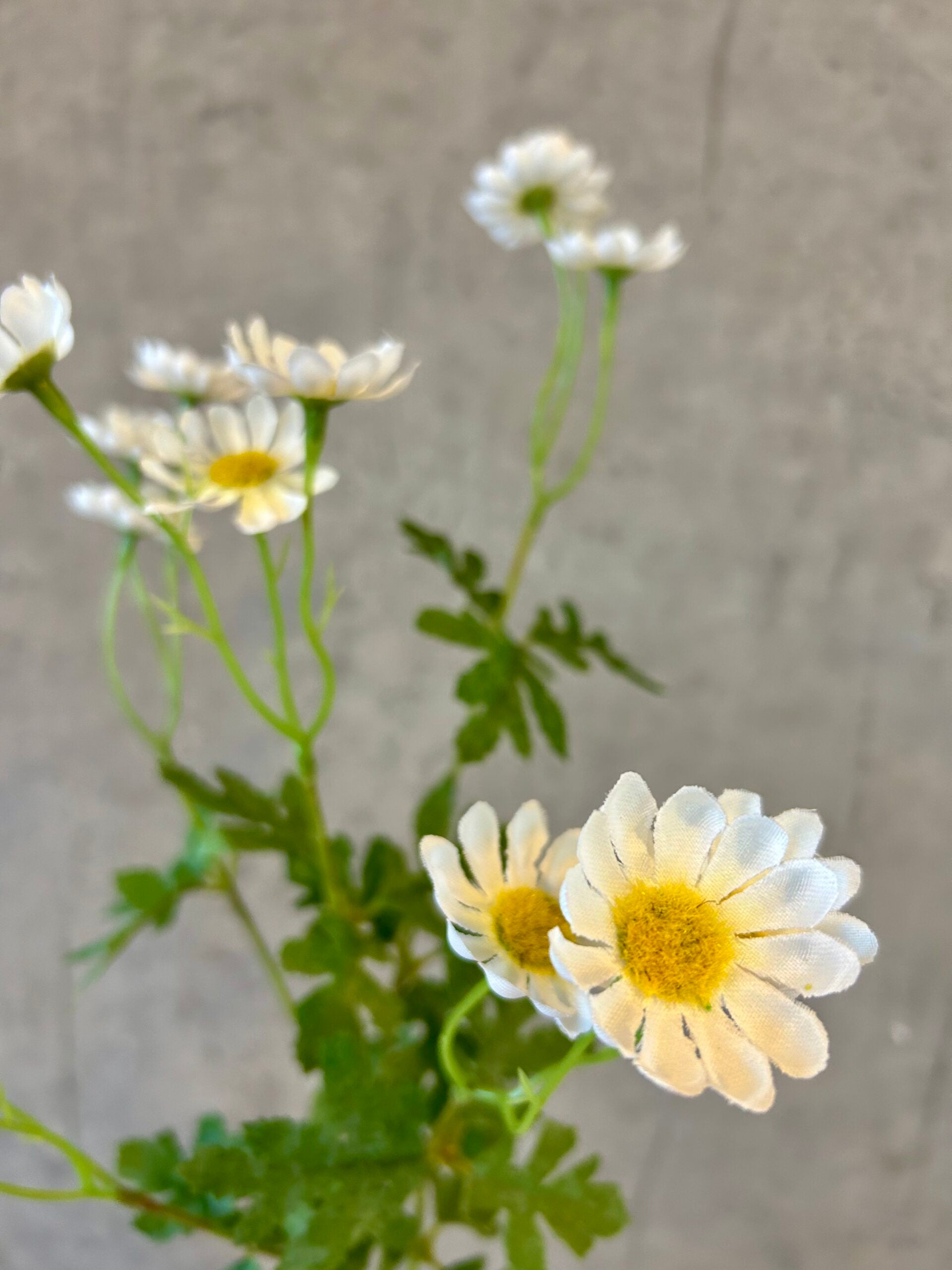 Marguerit hvid h 71cm