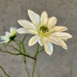 Daisy marguerit hvid h 63cm
