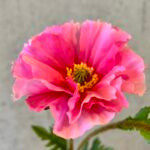 Valmue pink h 64 cm