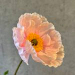 Valmue lys rosa h 95 cm