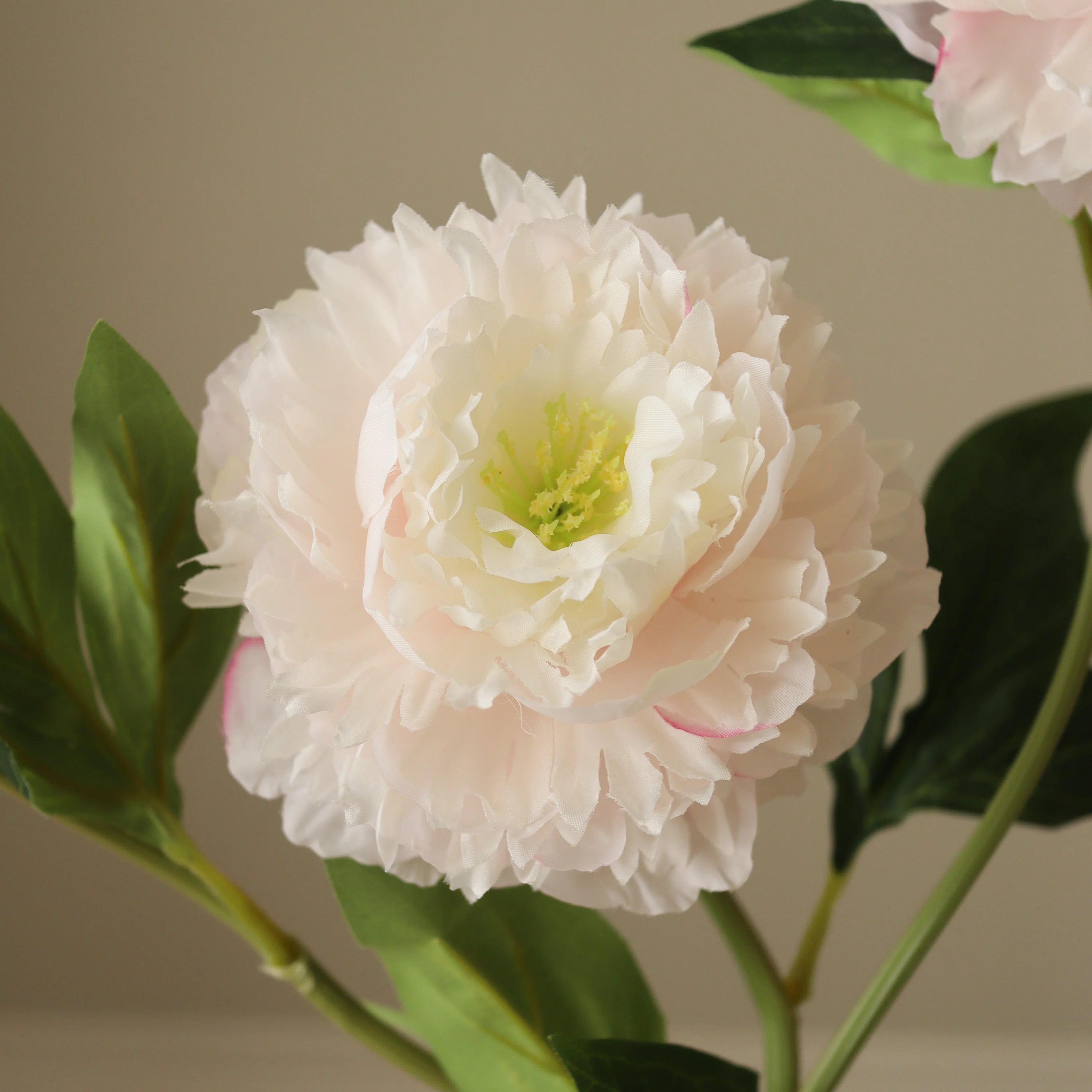 Lyserød pæon blomst