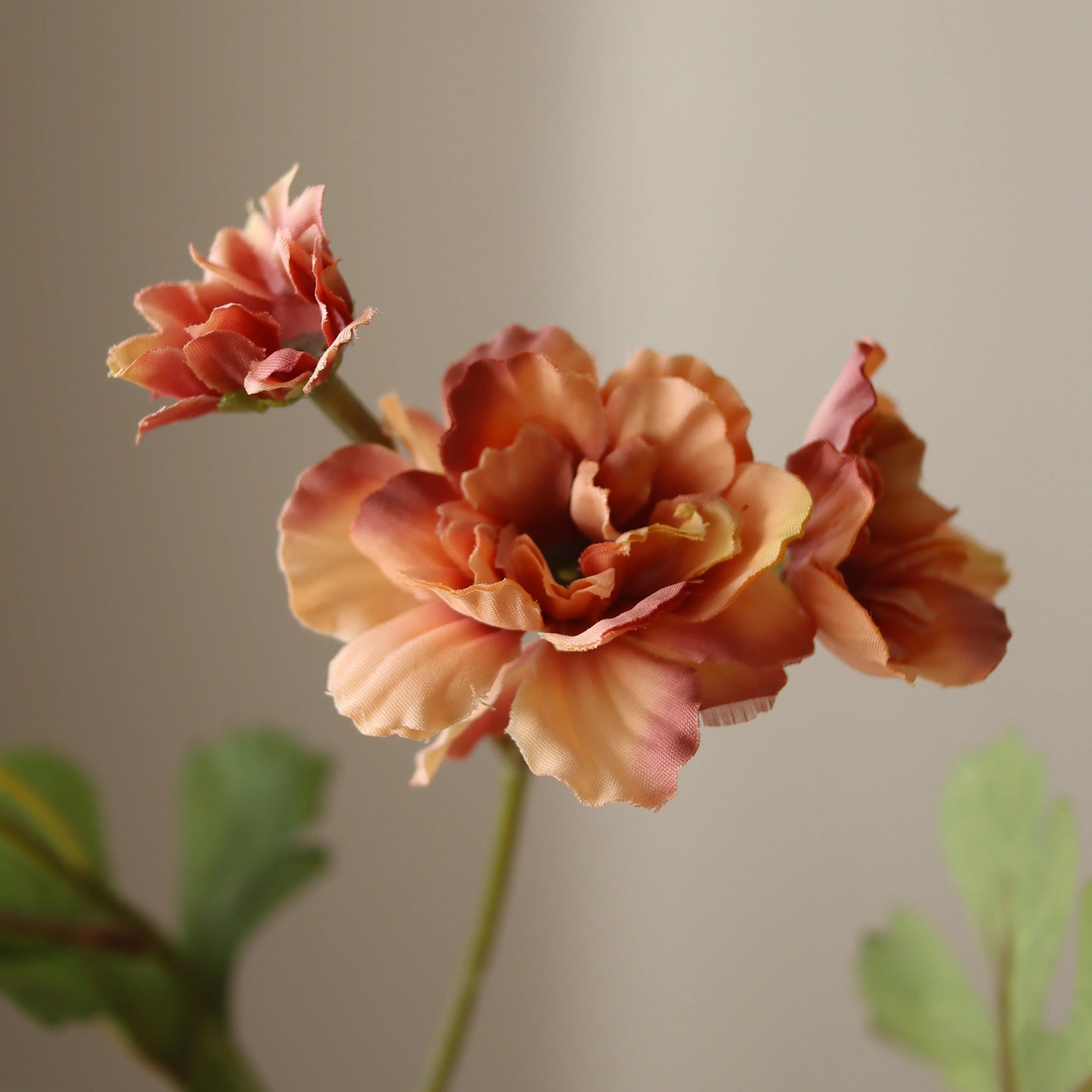 Orange Zinnia Blomster