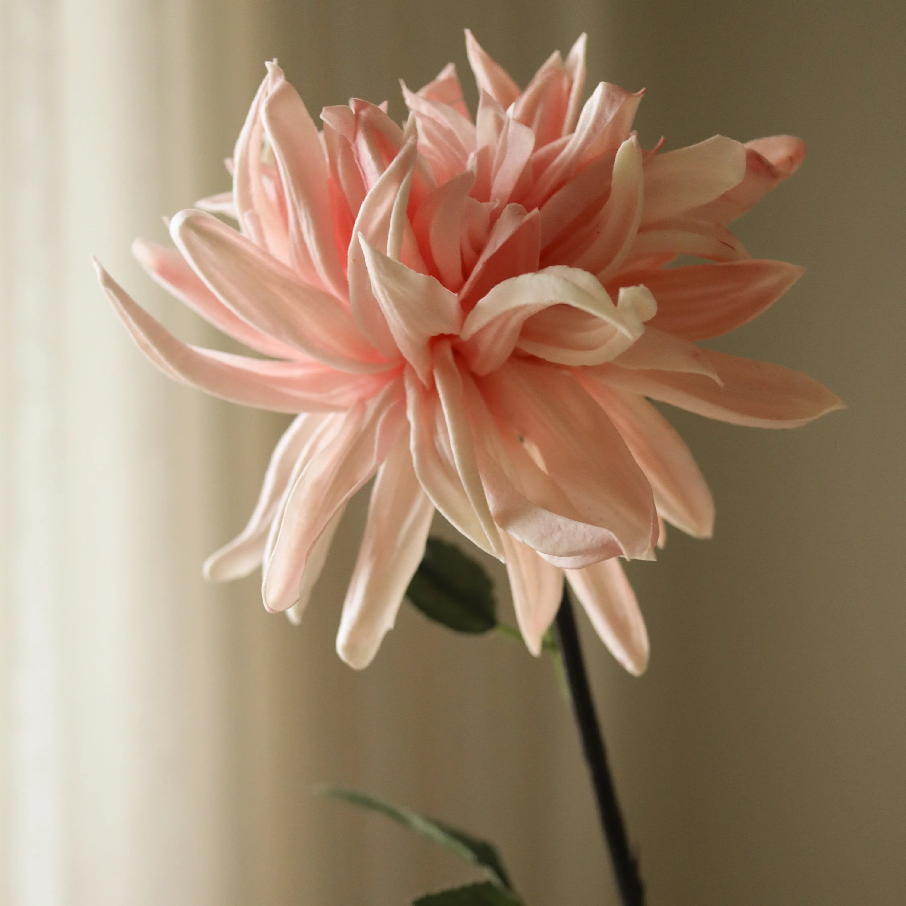 Lyserød kaktus dahlia blomst