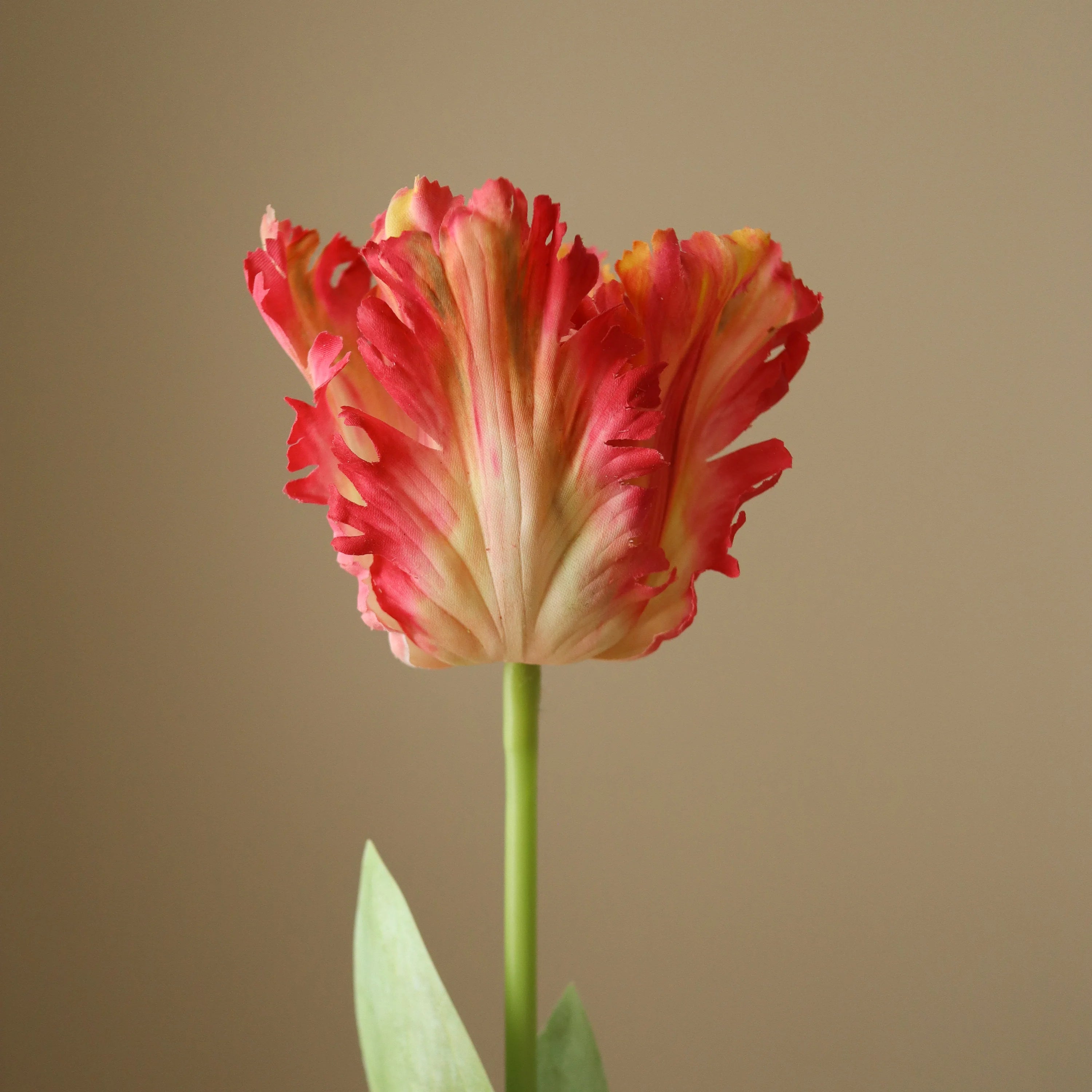 Pink papegøje tulipan blomst