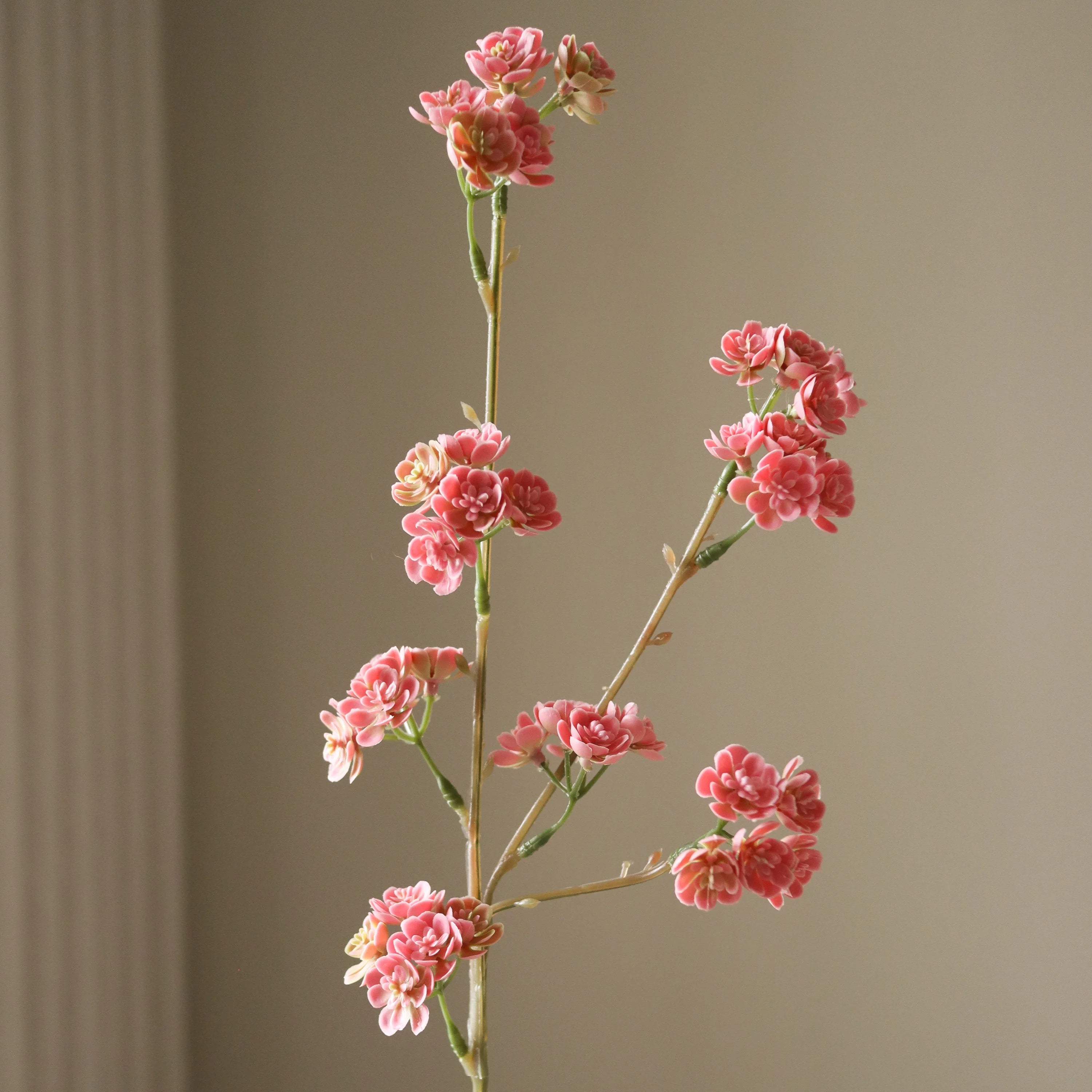 Pink sukkulent stilk