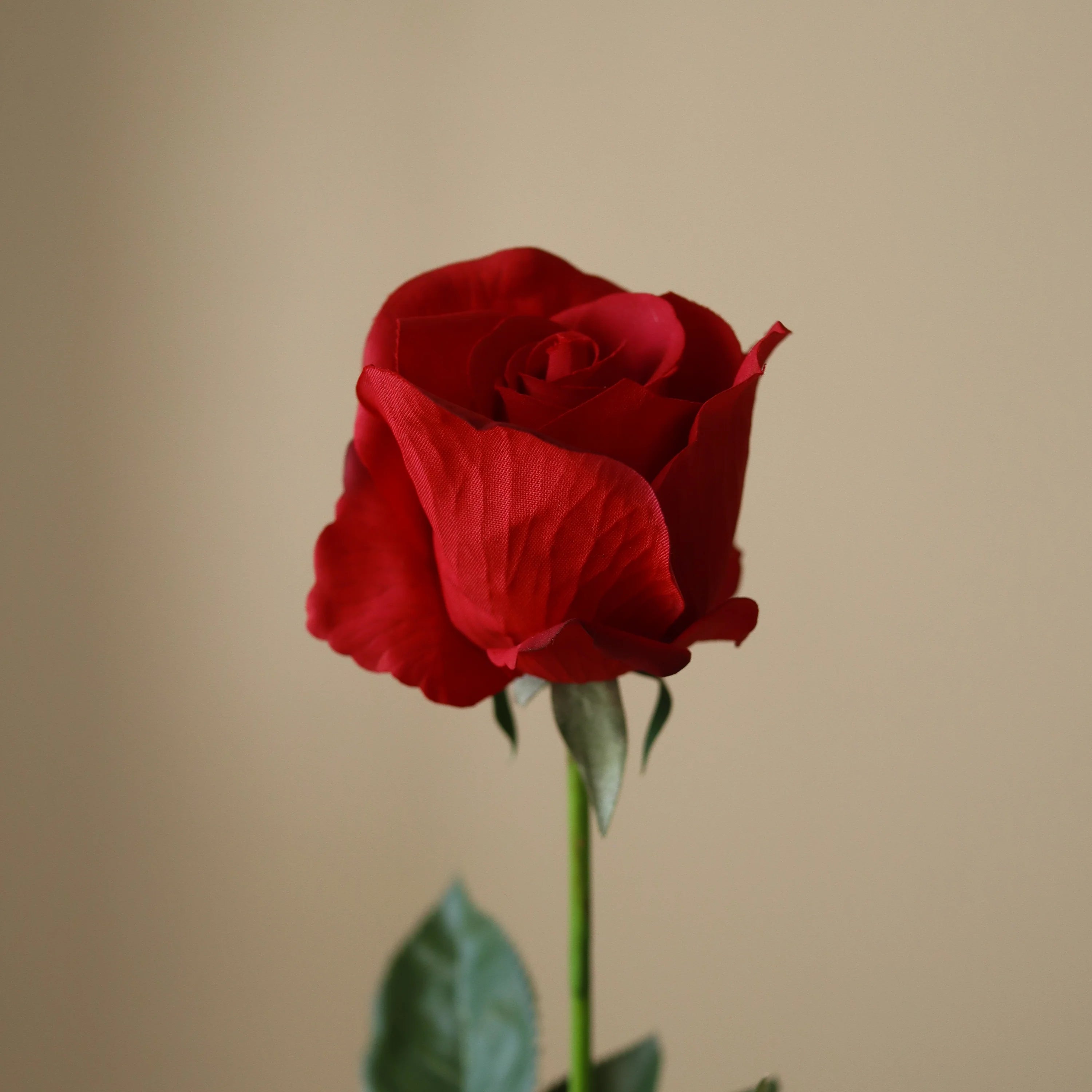 Rød Premium Langstilket Rose