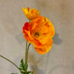 Valmue orange h 95 cm