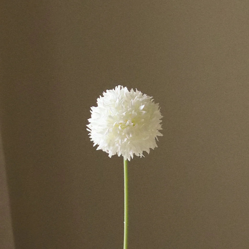Hvid Allium pære