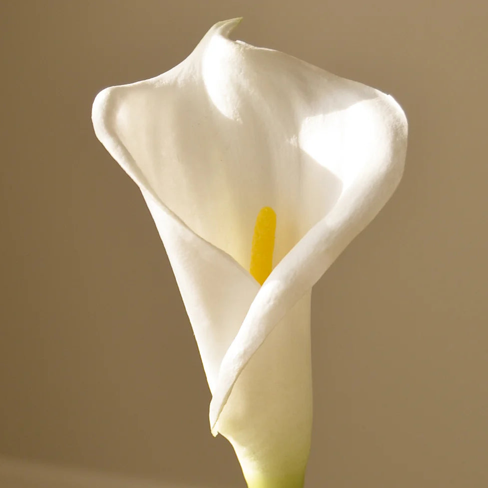 Hvid Calla Lily Blomst