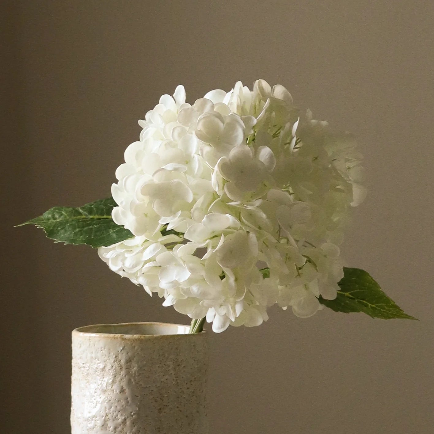 Hvid hortensia blomst