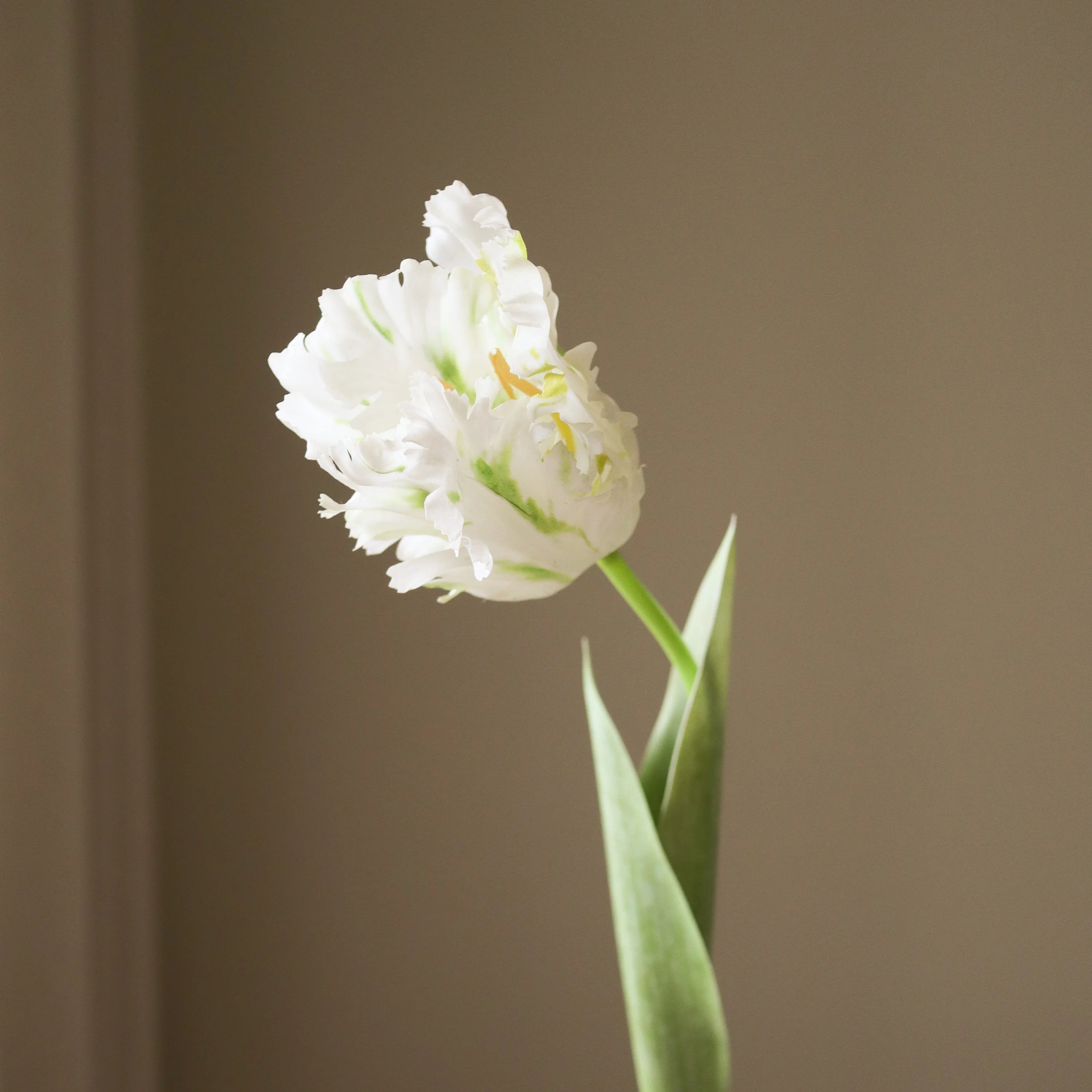 Hvid papegøje tulipan blomst