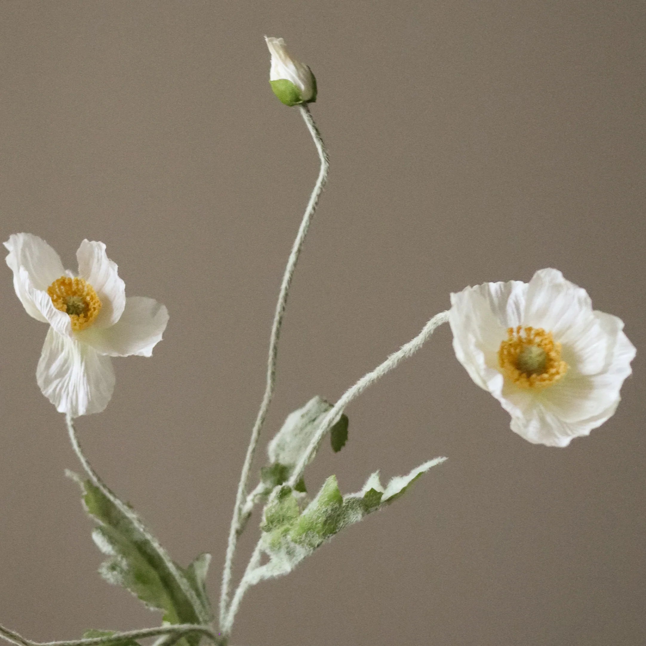 Hvid valmueblomst