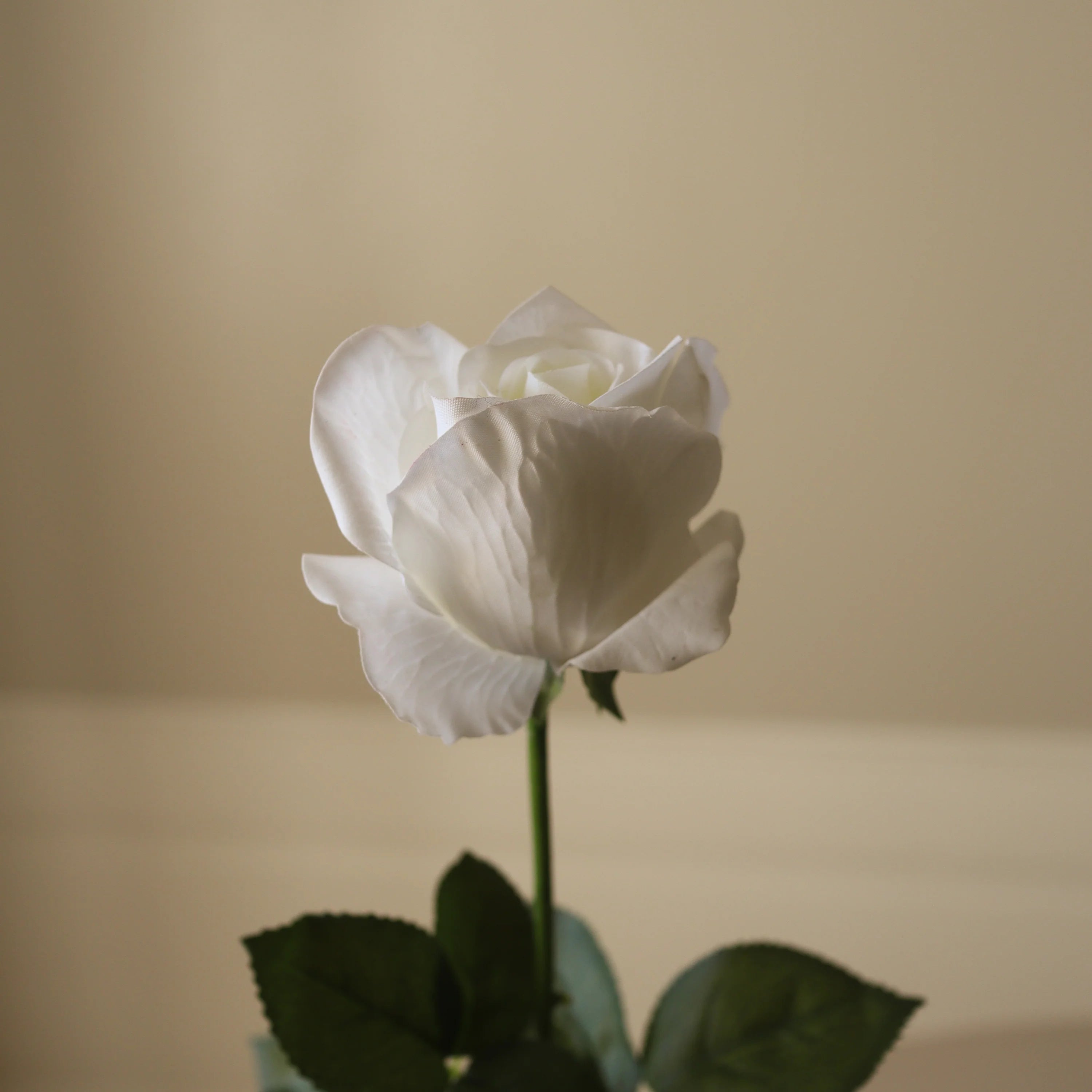 Hvid Premium Langstilket Rose