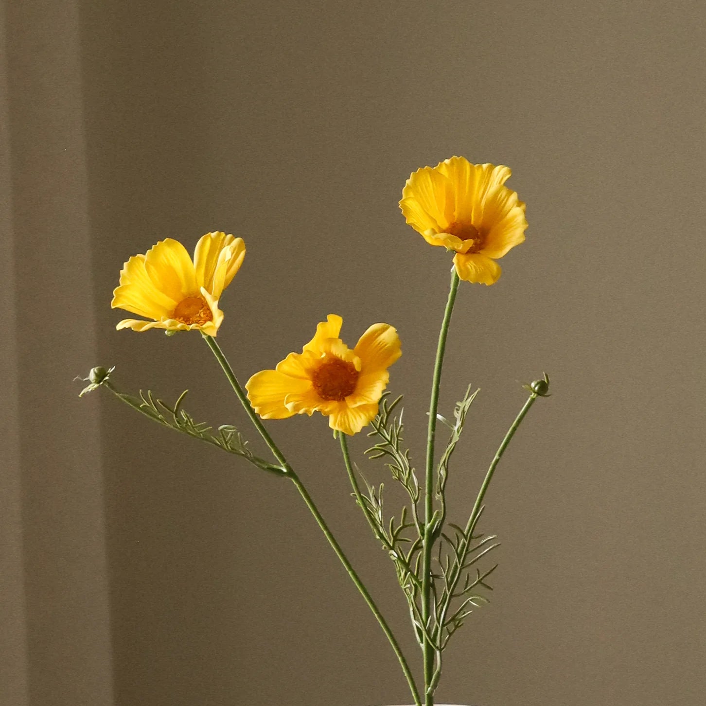 Gul Cosmo Daisy Flower