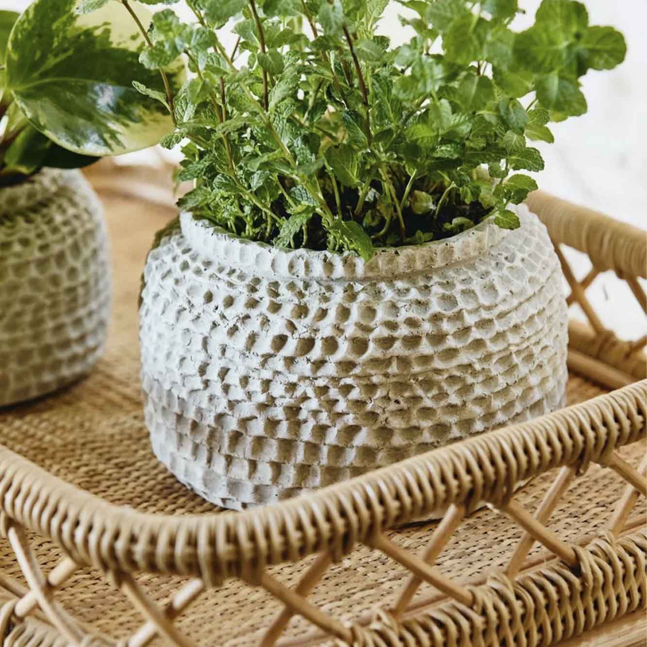 AOBA krukke i cement, S