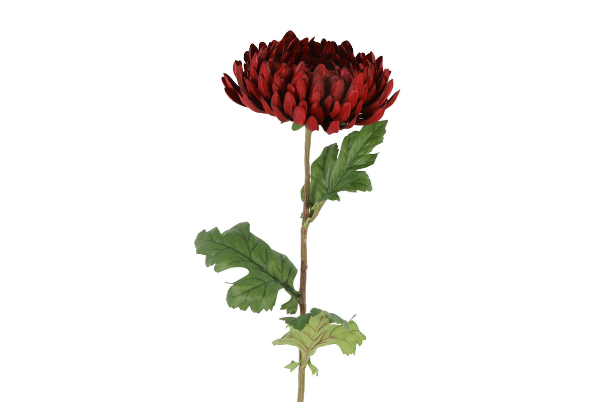 Chrysanthemum bordeaux – 76 cm