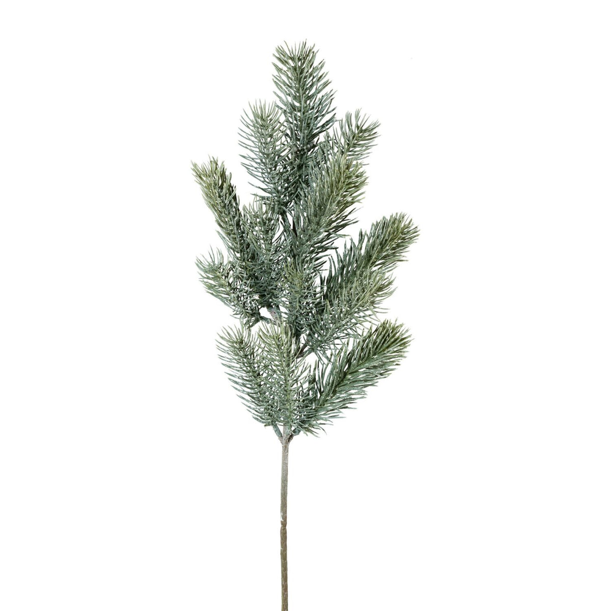 Blågrangren – 50 cm