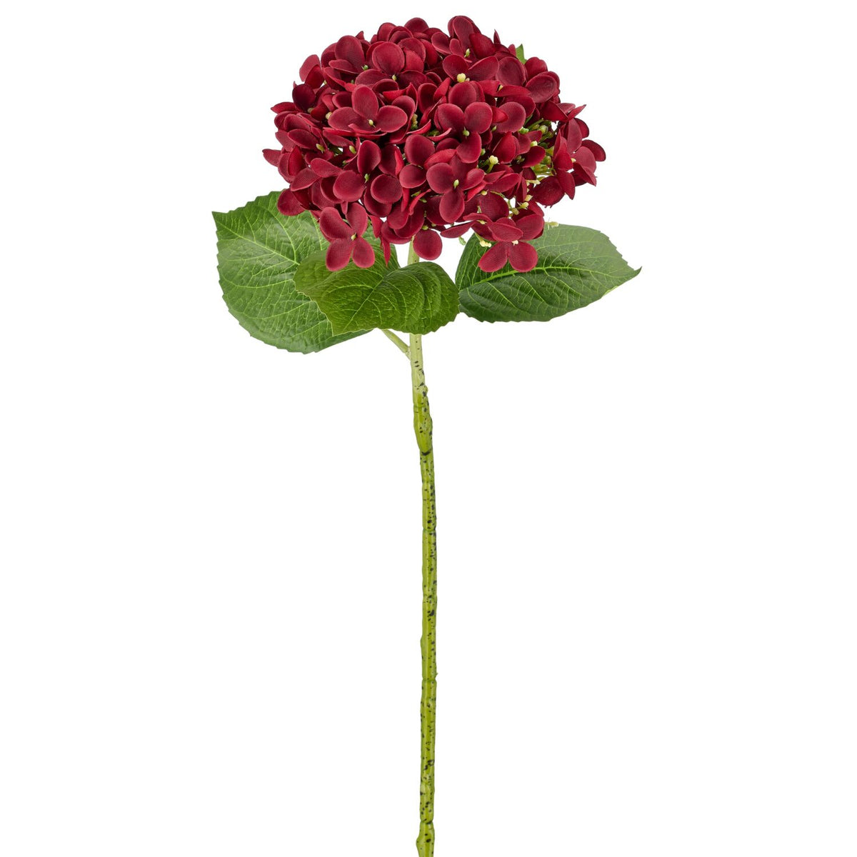 Hortensia bordeaux – 60 cm