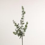 Eucalypthus gren h 75 cm