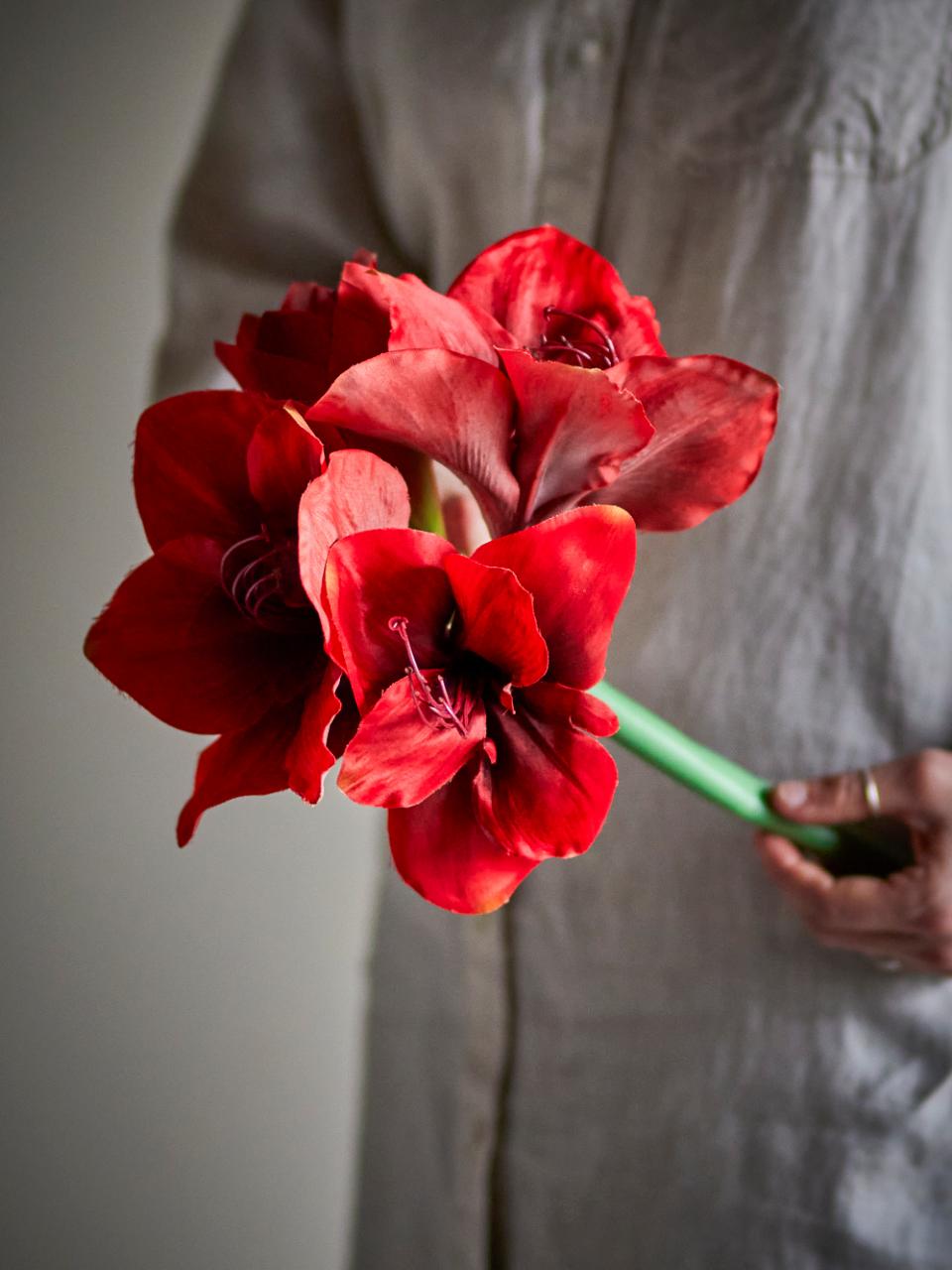 Amaryllis stilk – rød, 74 cm – billede 2