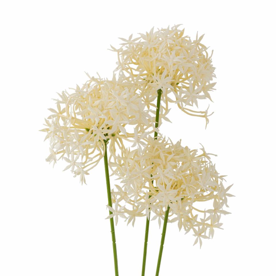 Allium Stilk
