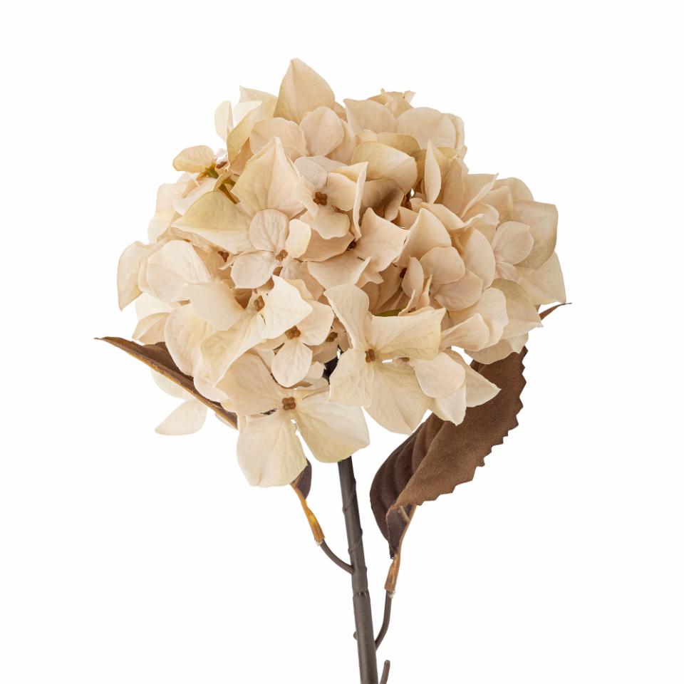 Hydrangea Stilk, Natur