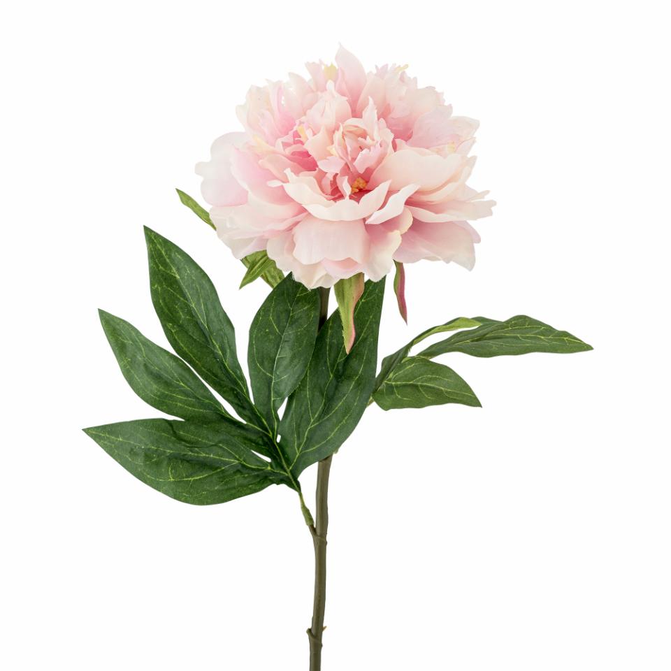Peony Stilk, Rosa