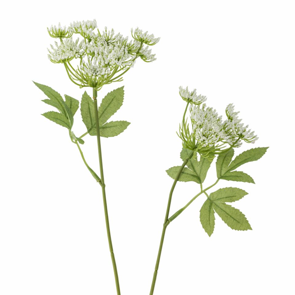Fennel Stilk, Hvid