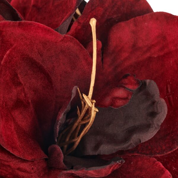 Amaryllis Bordeaux h 64 cm