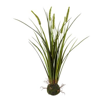 Miscanthus græs H 63 cm