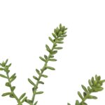 Sedum busk h 41cm
