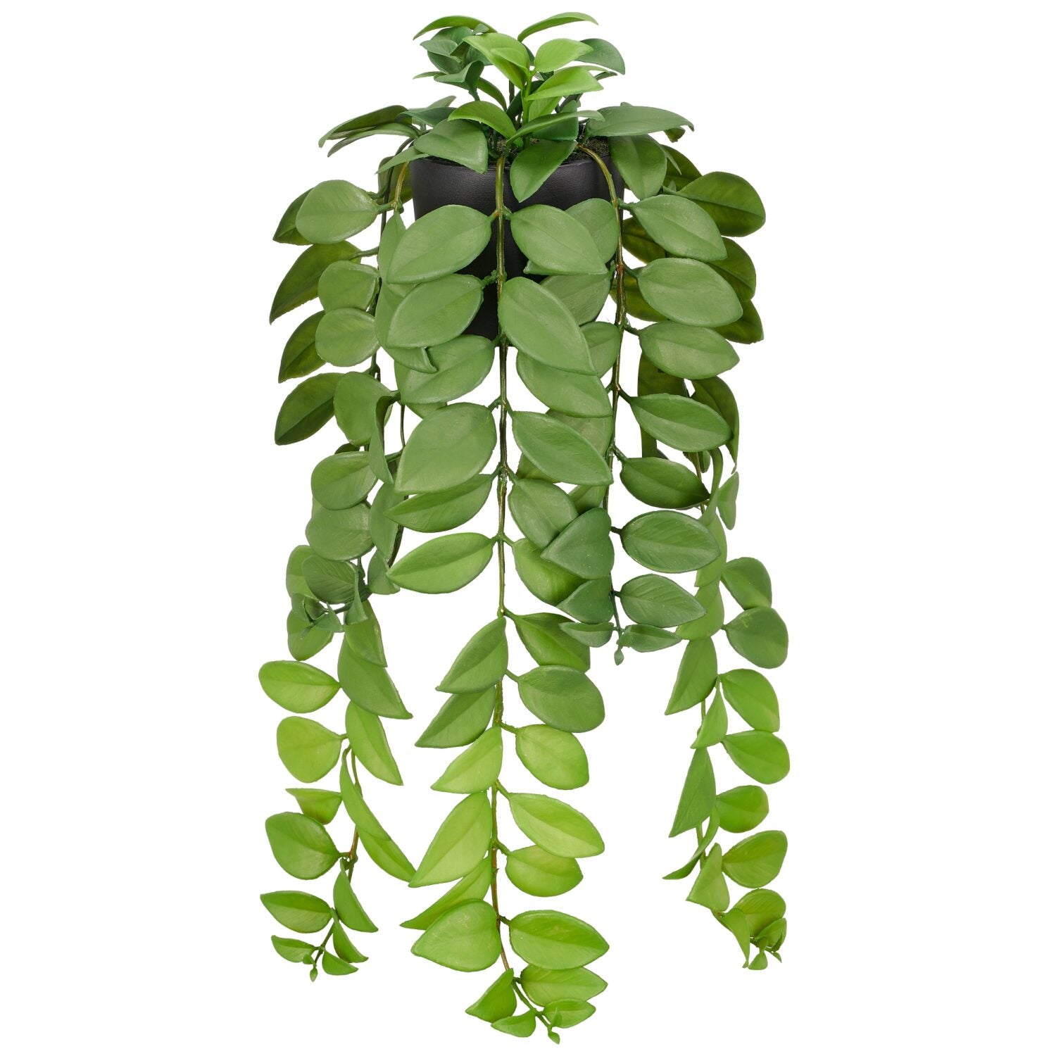 Hoya grøn i potte L 50 cm