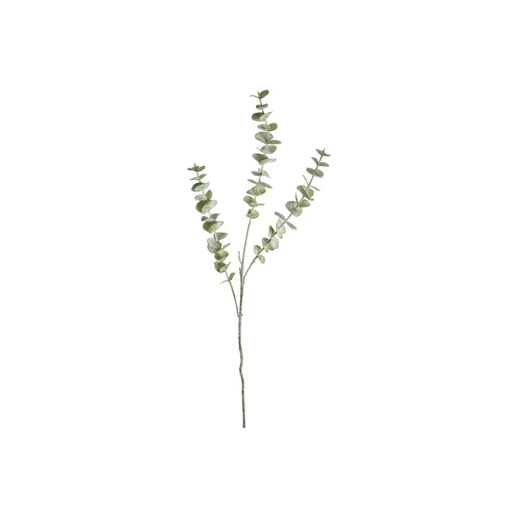Eucalyptus 70cm