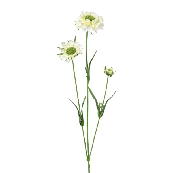 Scabiosa hvid h 64 cm